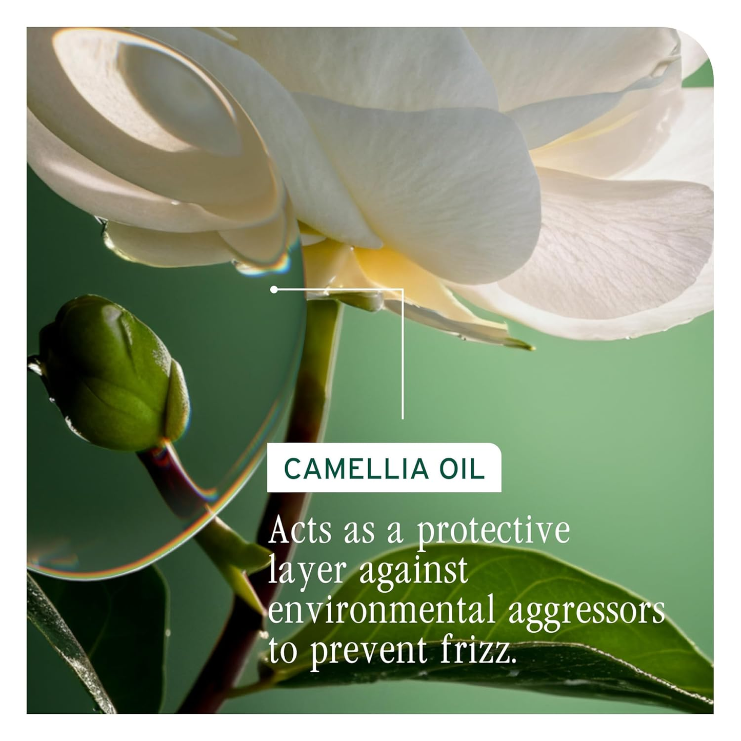 Biolage SmoothProof Champú Control Encrespamiento